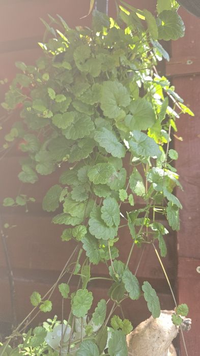 Bluszczyk kurdybanek