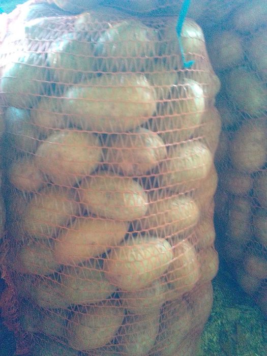 Картопля Мирослава, Княгиня насіннєва.