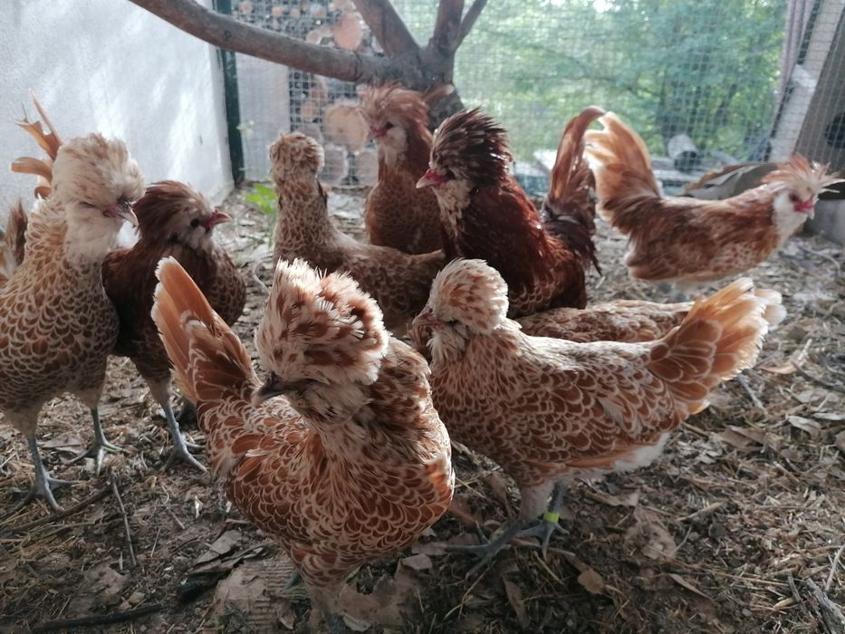 OVOS  Maran, Araucana, Ayam ketawa, Andaluza, Paduana