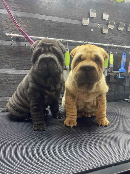 Продам дівчинку та песика породи Шарпей