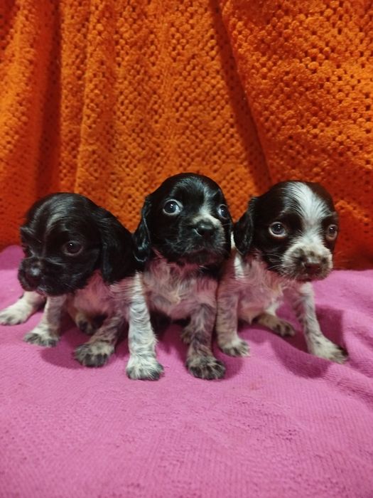 Продам цуценят Спаніеля.