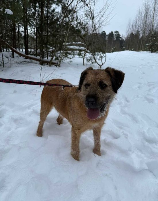 Bono - mądry szorściak szuka domu