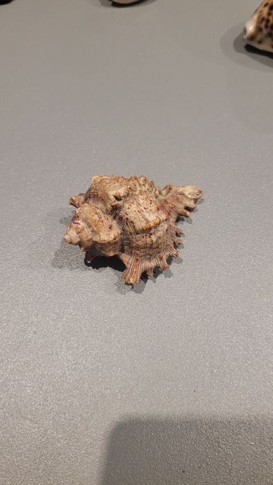 Naturalna muszla morska ROZKOLEC Murex | Do akwarium dekoracja