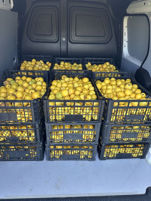 Pigwowiec Japoński sok 100% w beczkach 200 litrowych
