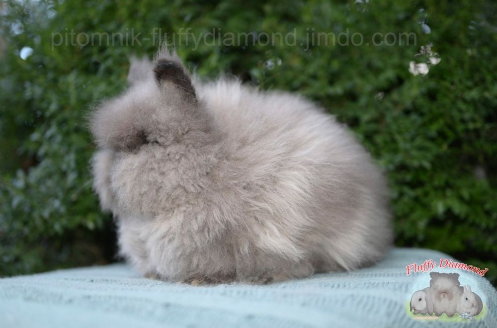 Кролики міні ангора. Дуже пухнасті.