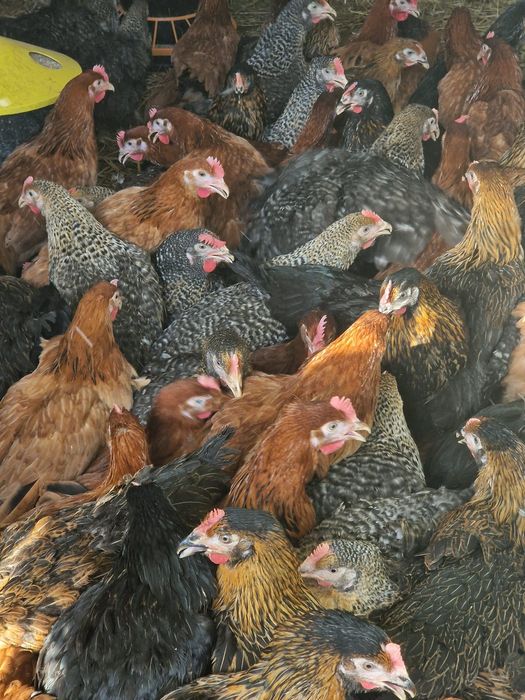 Kury nioski rossa 19tyg