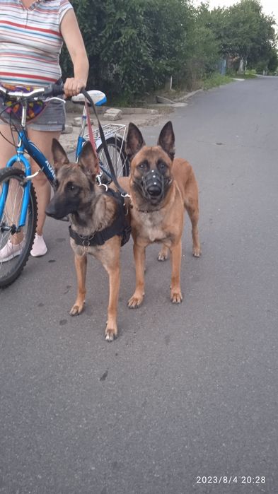 Дрессировка собак,Передержка собак ВЯЗКА собак.