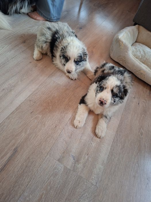 Border Collie suczka