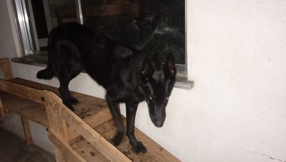 Pastor alemão preta