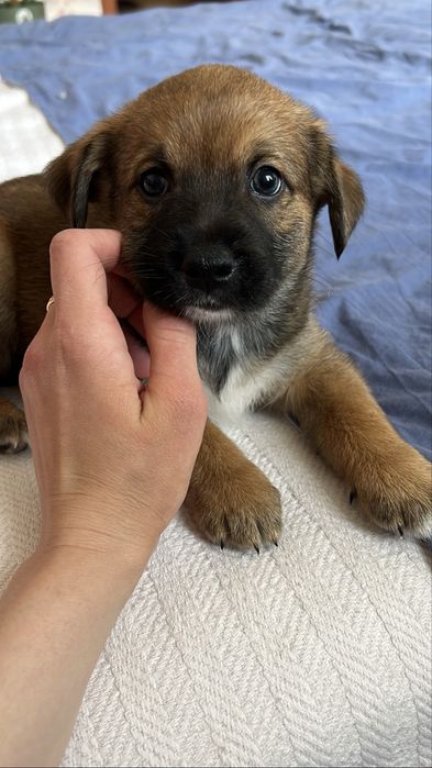 Цуцик метис хлопчик