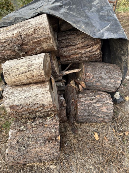 Lenha seca de pinheiro e eucalipto