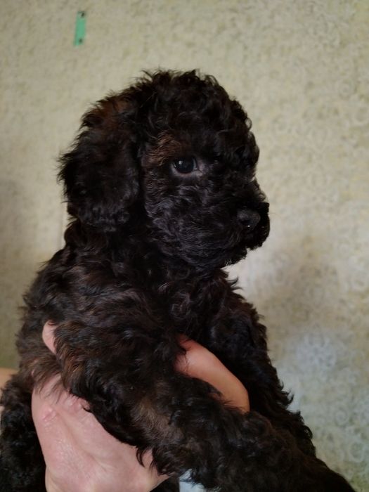 Пудельок  Фантом