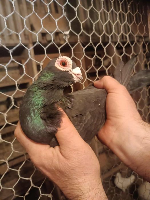 Sprzedam brodawczaki