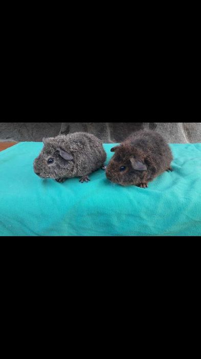 Морські свинки, Тедді