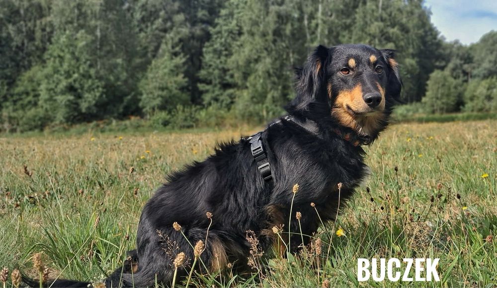 Dlugowlosy, 12 kg, 2 letni Buczek adopcja
