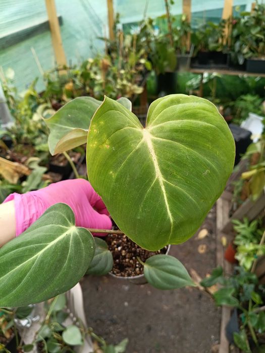 philodendron Gloriosum