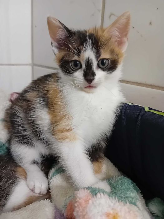Adopcja mała kotka Ola