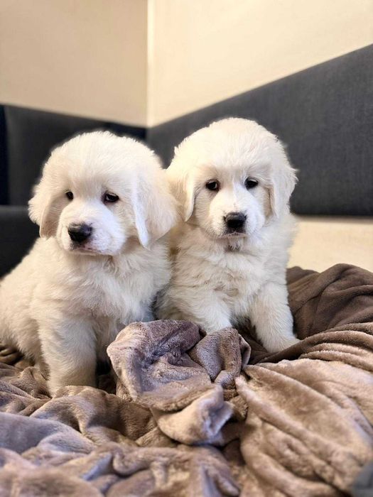 Owczarek Podhalański