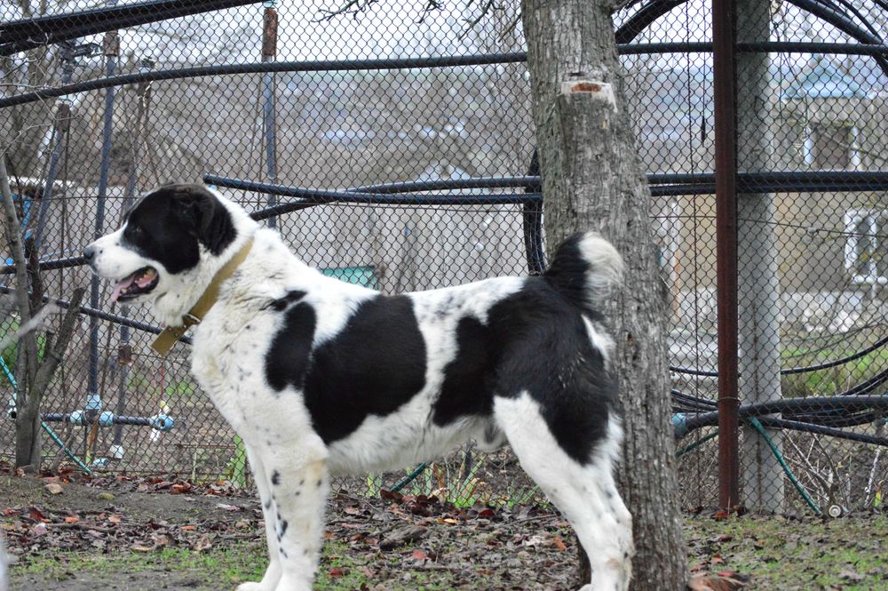 Алабай Граф запрошує на побачення