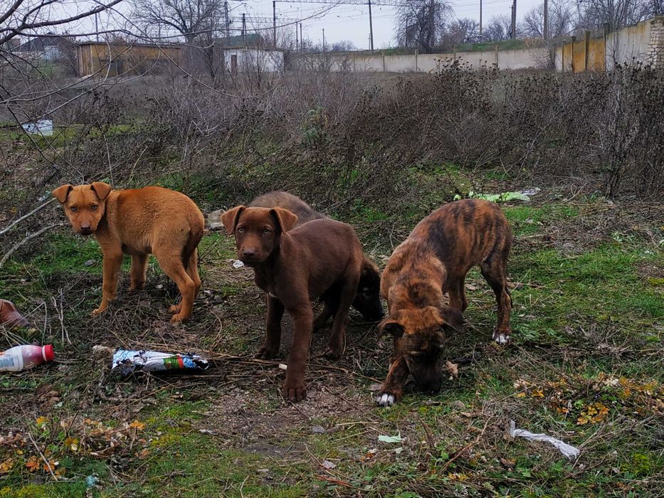 Отдам щенков ,есть девочки и мальчики!
