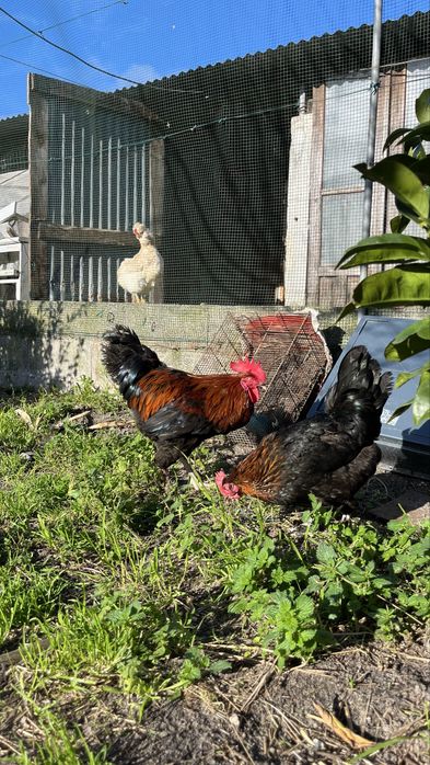 Ovos de brahama e marans