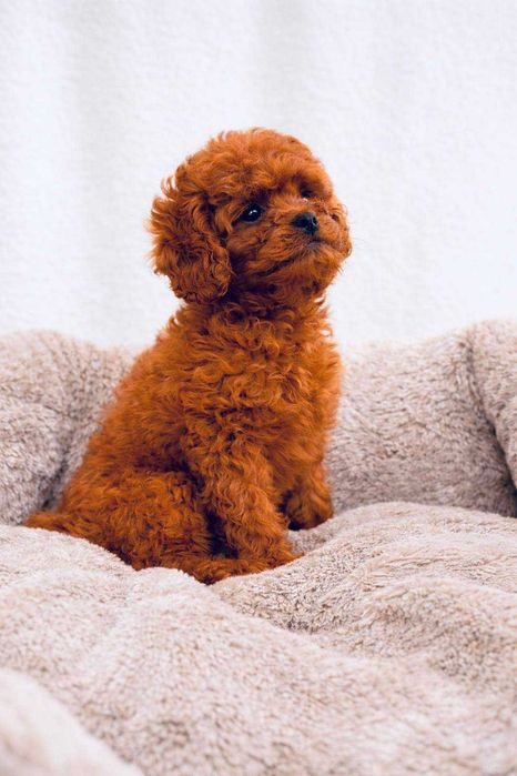 pai Toy Caniche+mãe Cavalier = Menina Cavapoo