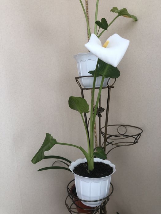 Продам кімнатні рослини Вазон