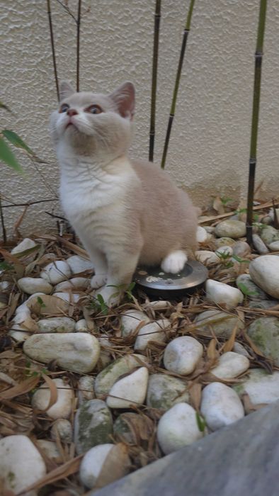 British shorthair bicolor lilás