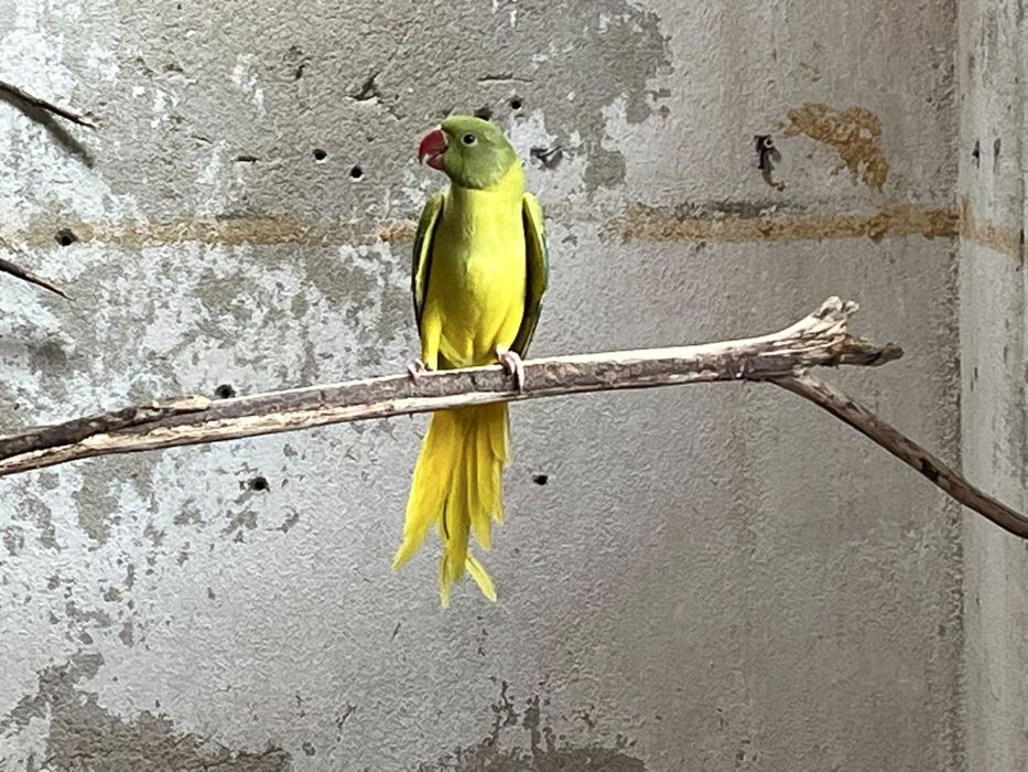 Ring Neck Cleartail Opalino