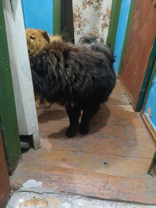 Продам Щенята Чау Чау