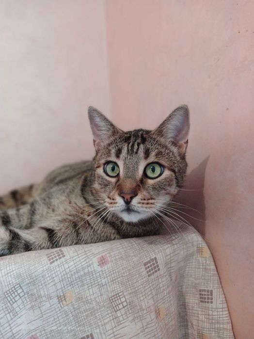 Полосатый кот Нафаня, 4 года, кастрирован