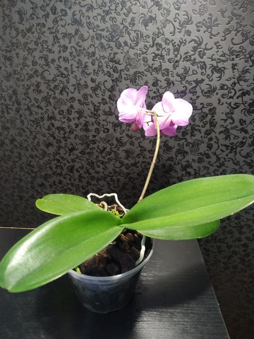 Кімнатні рослини