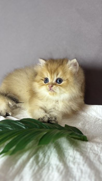 Хлопчик зодотої шиншили