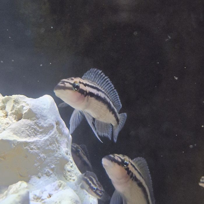 Африканские цихлиды озера Танганьика