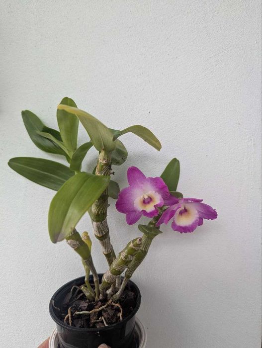 Кімнатні рослини (бегонія, дендробіум, сансівєра)