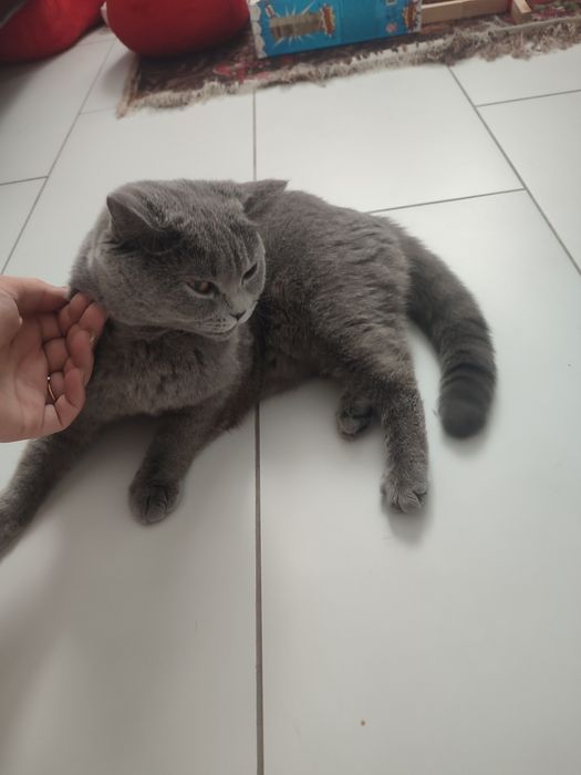 Вязка кошки/в'язка кішки британка