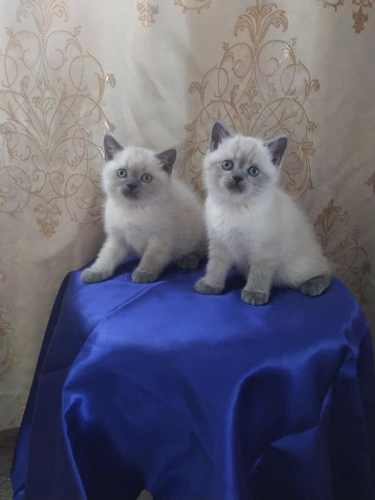 Шотландський кіт на вязку