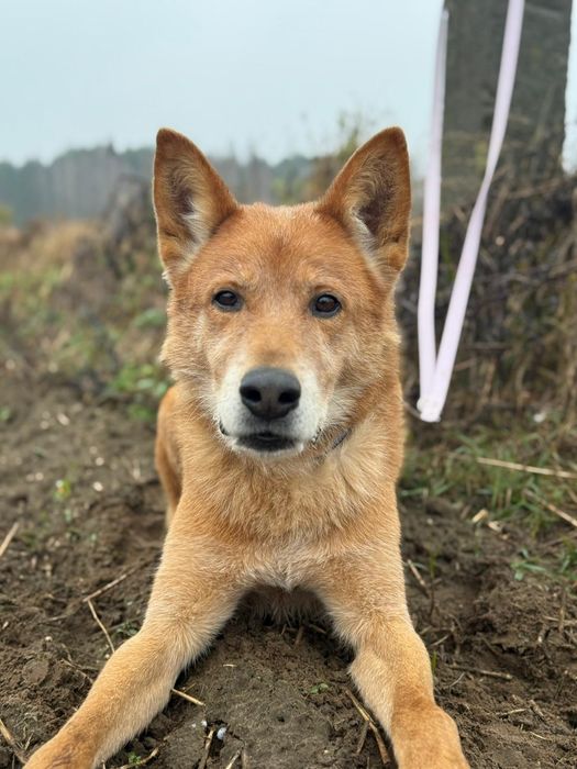 Łagodny karmel w poszukiwaniu domu