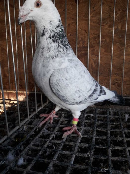 Golebie staropolskie samice