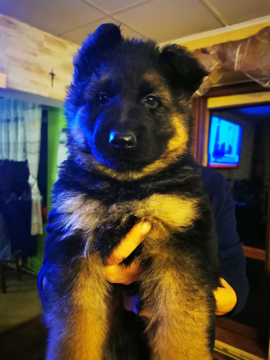 Owczarek niemiecki długowłosy szczeniak