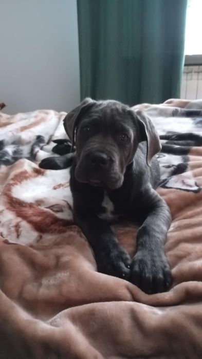 Cane Corso Italiano SUCZKA BŁĘKITNA