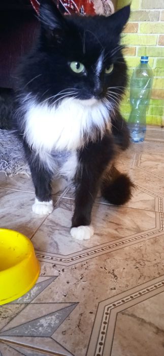 Стерилізована киця