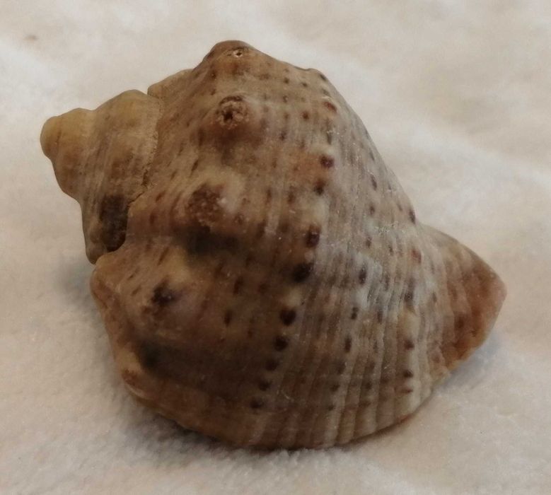 Muszla 4,2cm, 64 (Kreatywne)
