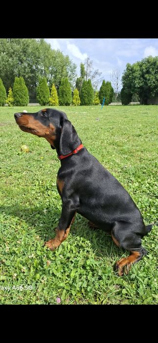 Doberman szczenie FCI