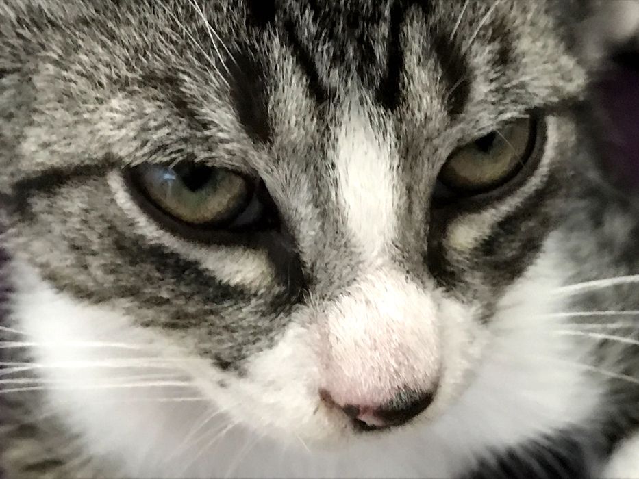 Gatinho macho de 2 meses para adoção. Cinzento, riscas, meias brancas e peito branco.