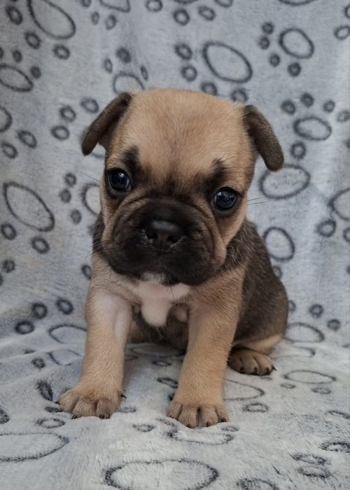 Sprzedam buldoga francuskiego