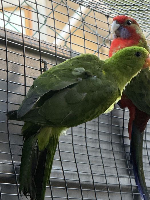 Casal Red Winged 2025