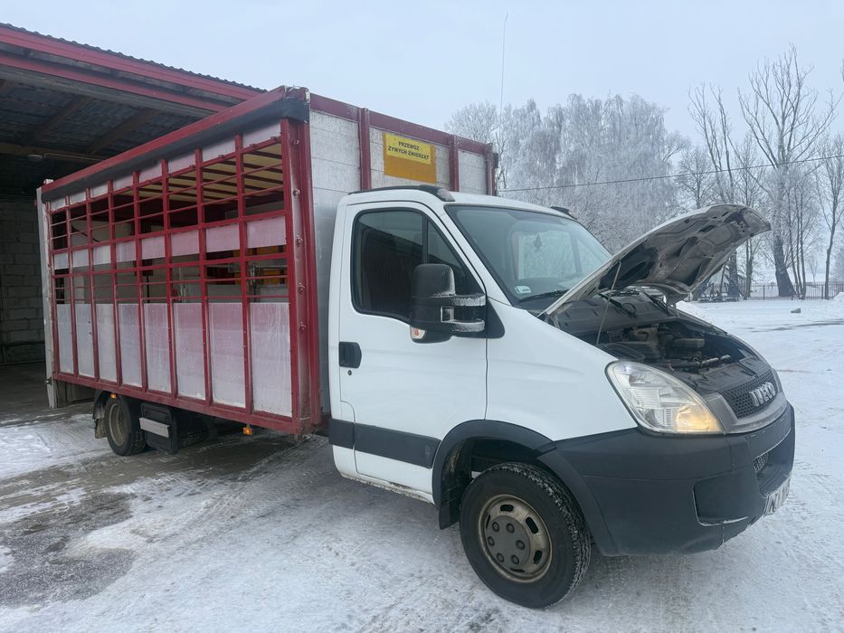 Byki krowy jałówki cielaki