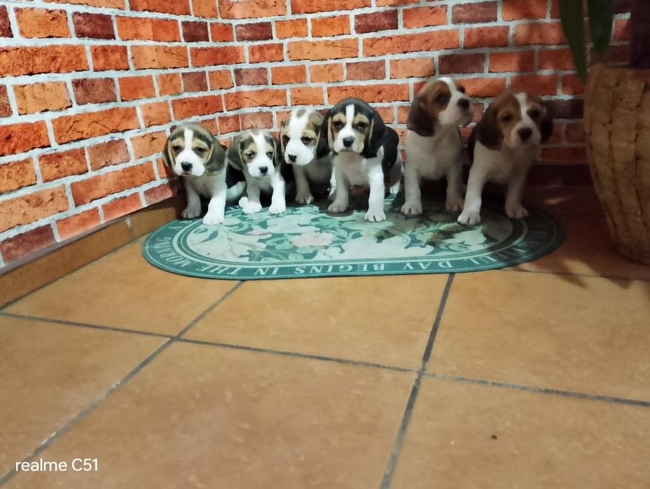 Beagle chłopiec śliczny