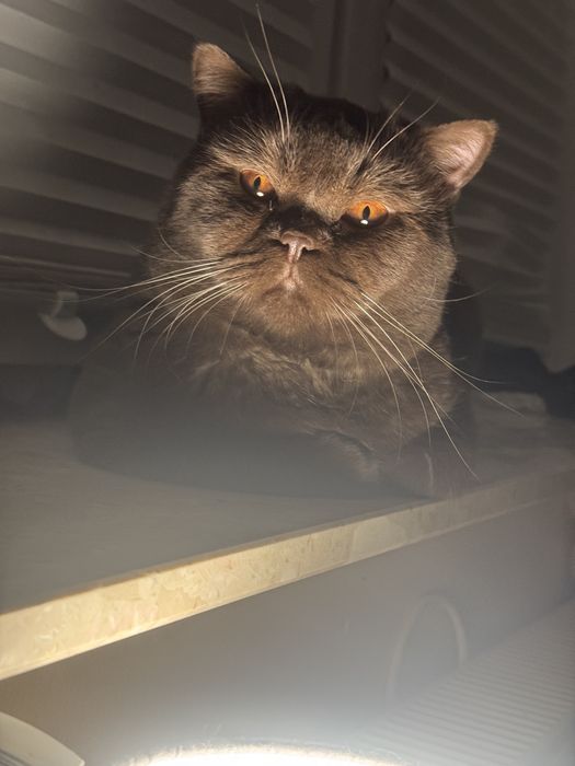 Kotka brytyjska niebieska kocieta koty brytyjskie FIFE FPL rodowod